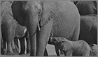 Famille